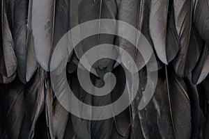 Black crow feathers texture background