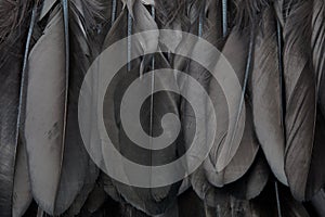 Black crow feathers texture background detail