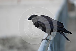 Black Crow on a Fence