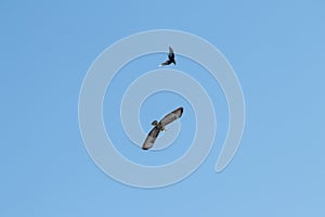 Black crow fighting against falcon or eagle in blue sky to expel the bird of prey photo