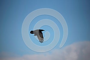 A black crow flies at the blue sky in a sunny day