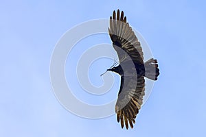 Black Crow, Flight Above, With Nesting Material