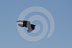 Black crow in flight on a clear bllue sky