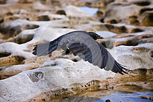 Black crow in flight over rocky terrain photo