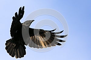 Negro cuervo en anos expandir alas 