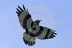 Black crow in flight with spread wings