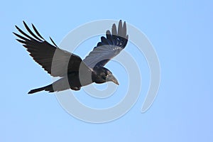 Black crow in flight with spread wings