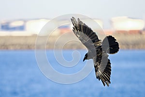 Black crow in flight with spread wings