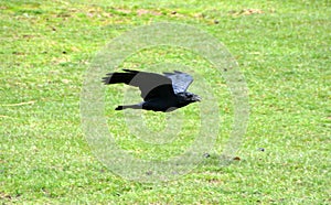 Black crow is flying above a light green grass field