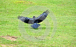 Black crow is flying above a light green grass field