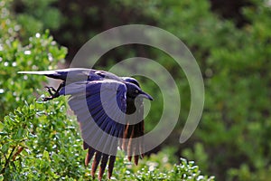 Black crow flying from bush perch.