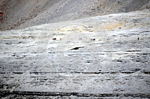 Black crow flying in the mountains