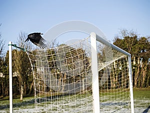 Black crow flying over a soccer of football goal post at winter. Grass under layer of frost