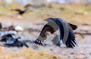 Black Crow flying with wings in the down position.