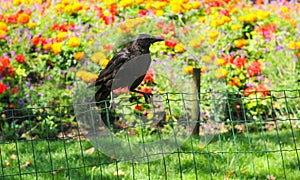 Black crow in the garden