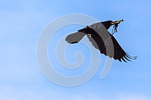 Crow gliding through a clear blue sky holding something in its brick with wings spread wide open