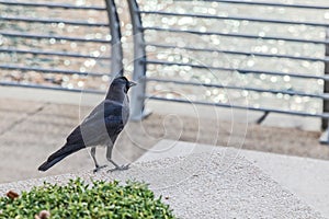 Black crow on granite countertops. With blurred background