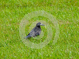 Black crow in the grass