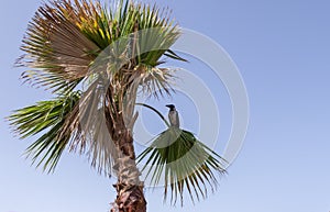 Black crow on the green branch of a dry palm tree on sunny day