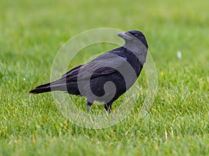 Black Crow on green grass background