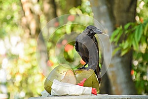 Black crow having feast of coconuts