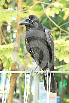 Black crow hold on metal fence