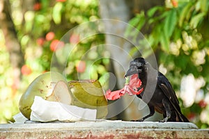 Black crow holding red flower