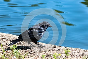 A black crow img