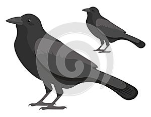 Black crow, icon