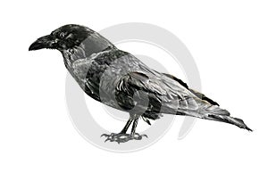 Black crow isolated on white background.