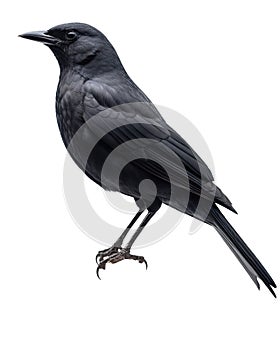 Black crow isolated on white background.