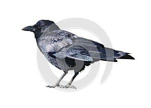 Black Crow Isolated on White Background Clean