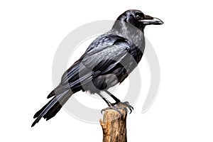 Black crow isolated on white background with clipping path. Close up.