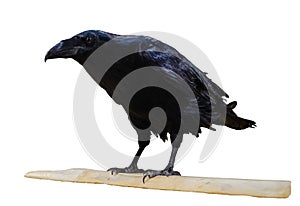 Black crow isolated on white background. This has clipping path.