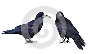 Black crow. Isolated on white