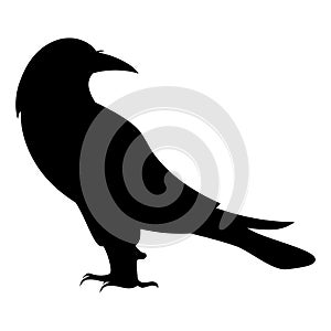 Black Crow No Sky Black Bird Silhouette Against White Background. Free Vector