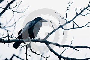 A black crow perched on a branch in a tree