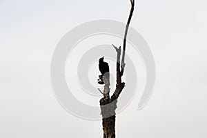 Black Crow perched on branches