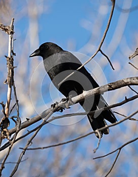 A Black Crow Perched on a Dead Tree Branch