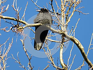 Black Crow Perched High in the Tree on a Branch