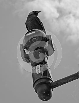 Black crow perched on top of an outdoor security camera against a cloudy sky