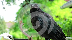 Black crow, playing with wood. Corvus corone, in the garden