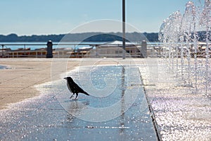 A black crow quenches its thirst at a fountain