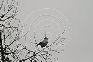 a black crow resting on the branch of a tree