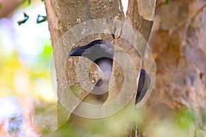 Black crow resting on the tree branch