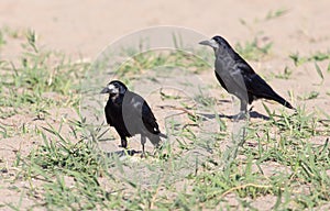 Black crow on the sand