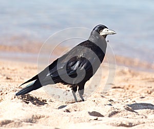 Black crow on the sand