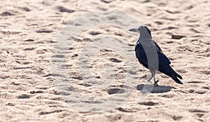 Black crow on the sand