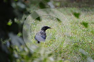 Black crow searches for food on the grass