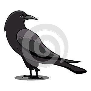 Black Crow with Shadow. Black Bird. Birds from Different parts of World. Common Birds.